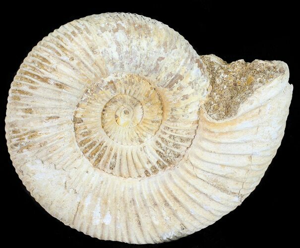 Perisphinctes Ammonite - Jurassic #54266